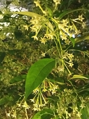 Cestrum nocturnum