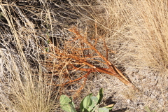 Rheum tataricum