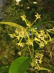 Cestrum nocturnum