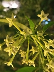 Cestrum nocturnum