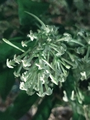 Cestrum nocturnum