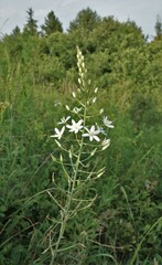 Ornithogalum pyramidale