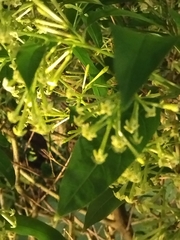 Cestrum nocturnum