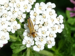 Oedemera podagrariae
