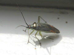 Closterotomus trivialis