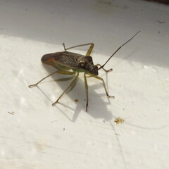 Closterotomus trivialis