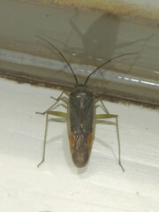 Closterotomus trivialis