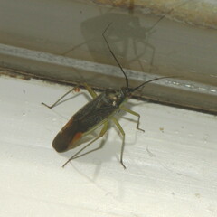 Closterotomus trivialis