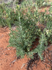 Enchylaena tomentosa