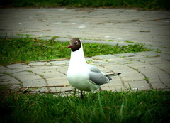 Chroicocephalus ridibundus