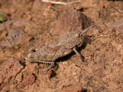 Eumigus cucullatus