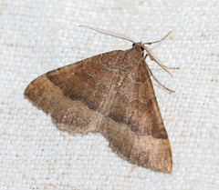 Larentia clavaria