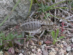 Pycnogaster sanchezgomezi