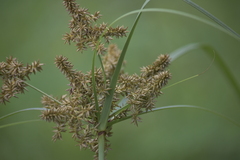Cyperus javanicus