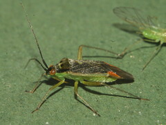 Closterotomus trivialis