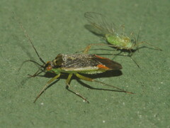 Closterotomus trivialis