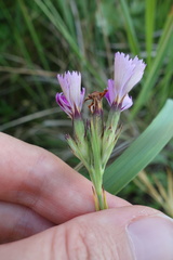 Dianthus collinus