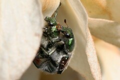 Trichiotinus lunulatus