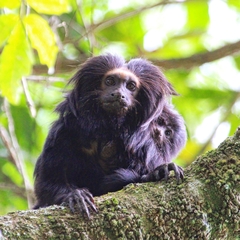 Leontopithecus chrysopygus