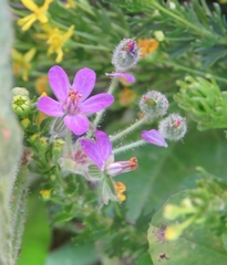Erodium malacoides