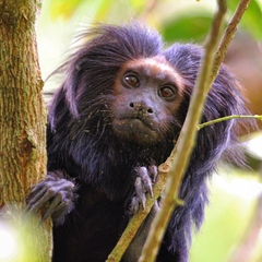 Leontopithecus chrysopygus