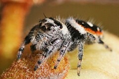 Phidippus workmani