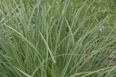 Cyperus javanicus