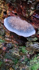 Cyanosporus