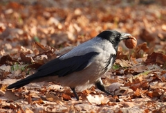 Corvus cornix