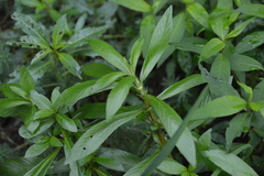 Hygrophila