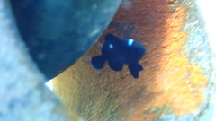 Dascyllus trimaculatus