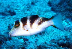 Canthigaster coronata