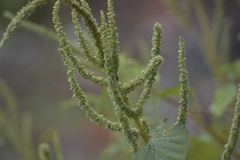 Amaranthus viridis