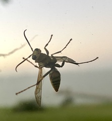 Polistes dorsalis