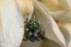 Trichiotinus lunulatus