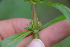 Hygrophila