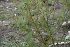 Amaranthus viridis