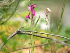 Linaria maroccana