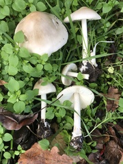 Volvopluteus gloiocephalus