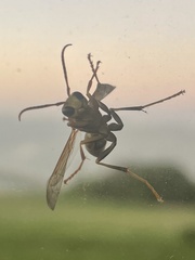 Polistes dorsalis