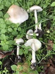 Volvopluteus gloiocephalus