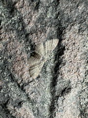 Larentiinae