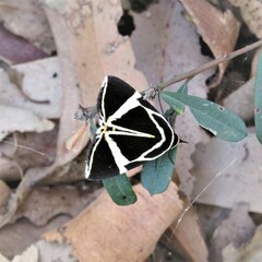 Fodina ostorius