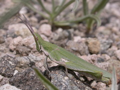 Pyrgomorpha conica
