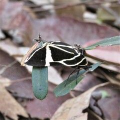 Fodina ostorius