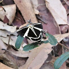 Fodina ostorius
