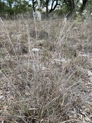 Bothriochloa laguroides