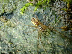 Pityohyphantes phrygianus