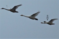 Cygnus columbianus bewickii