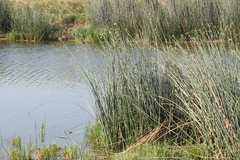 Schoenoplectus lacustris